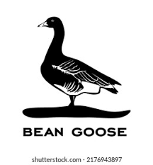 bean and goose logo